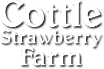 Cottle Strawberry Farm