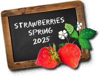 Strawberries Spring 2025