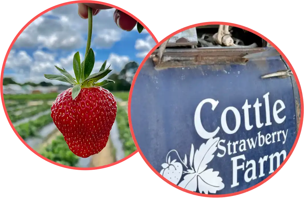berryPair