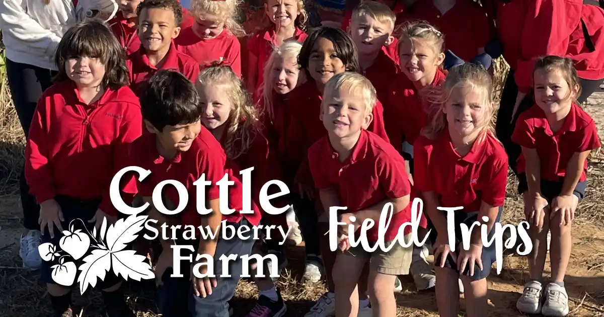 Cottle Strawberry Farm photo 30
