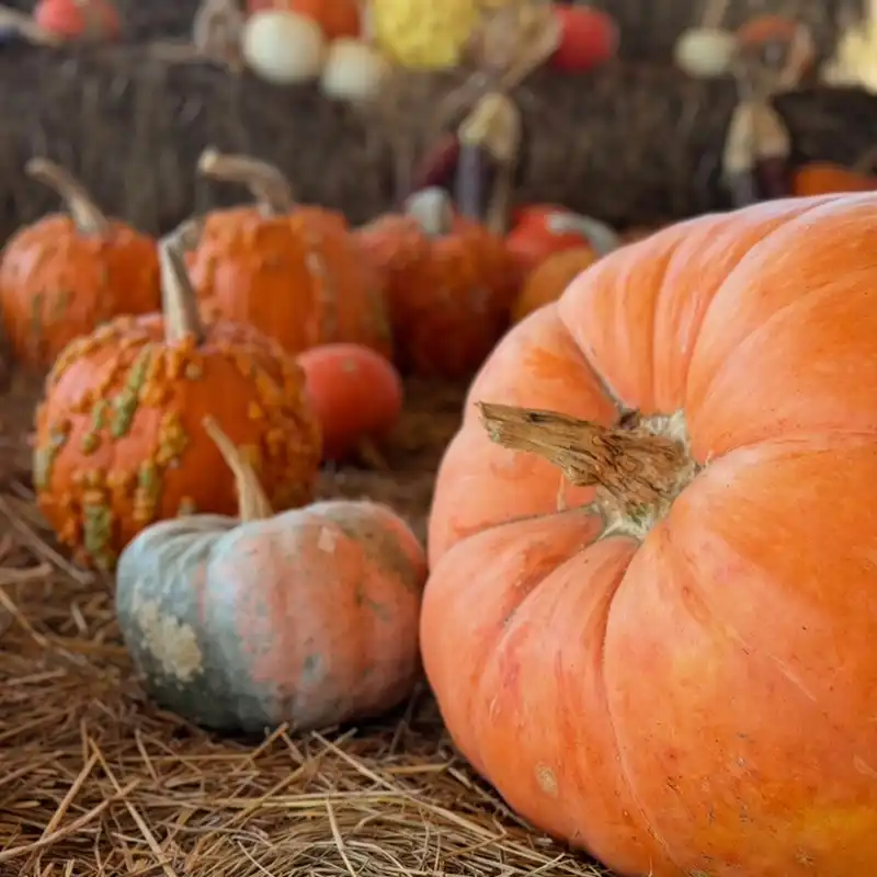 homeNewPumpkins