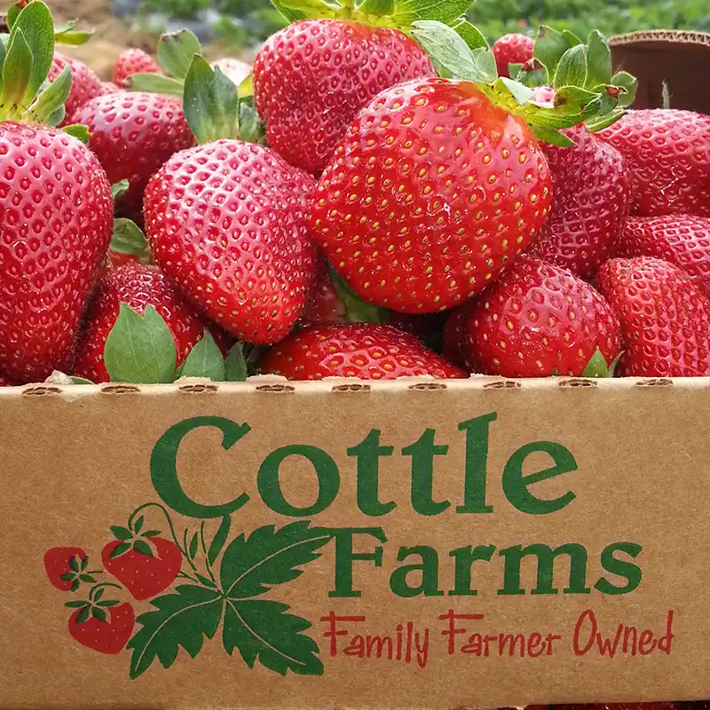 homePickBerry