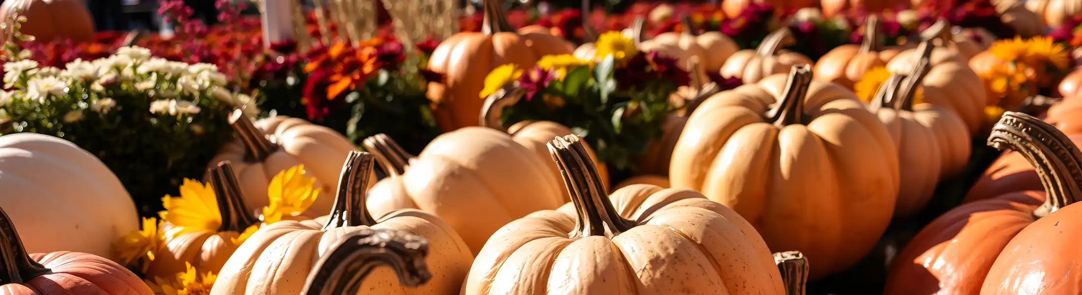 tempPumpkinsMums